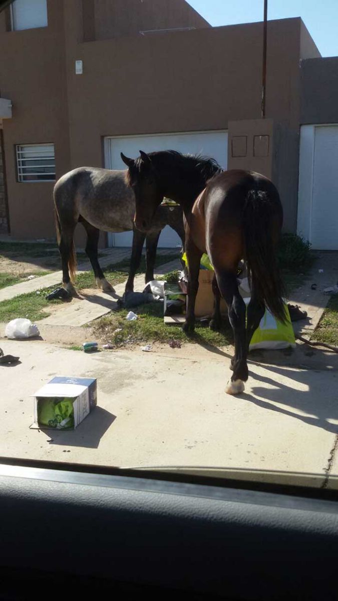 Un barrio “jaqueado” por caballos