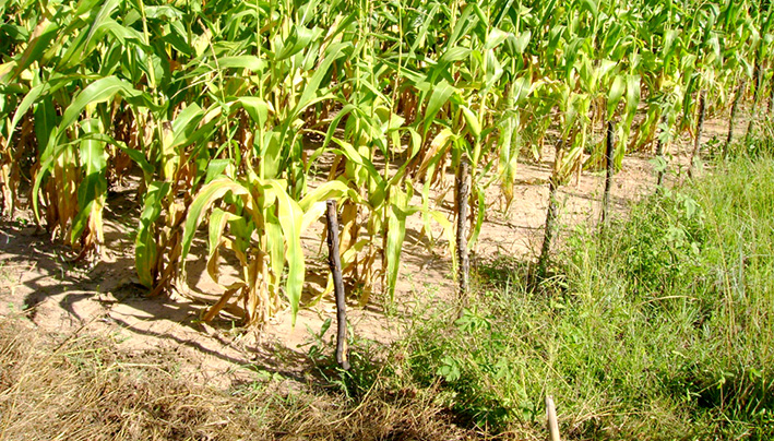 ¿Cuánto afecta la sequía a los cultivos estivales?