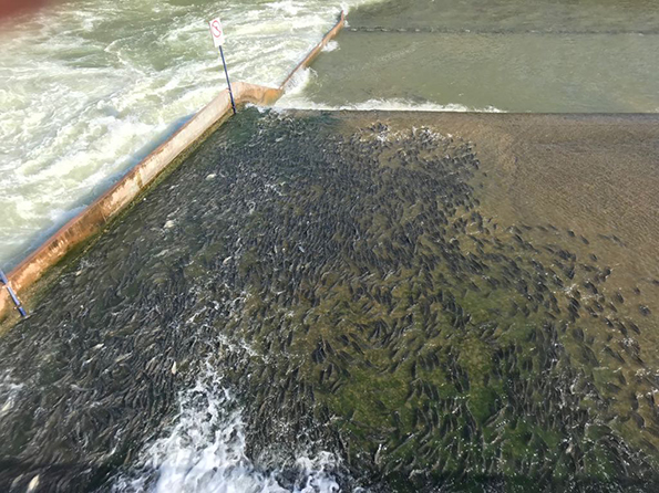 Bañeros y vecinos ayudaron a los peces a remontar al río