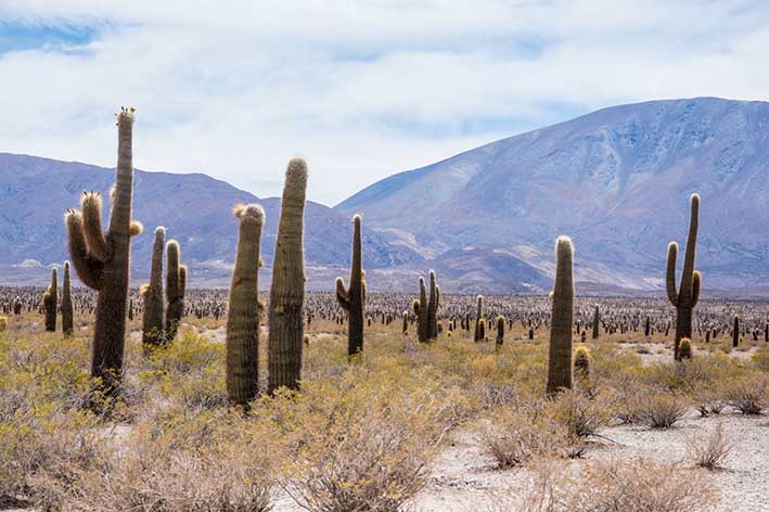Inmensidad de cactus y montaña