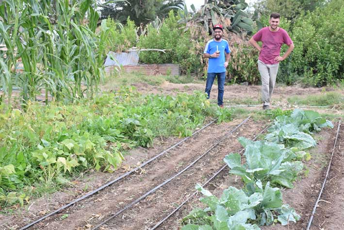 De la huerta a la mesa: la vuelta al cultivo sano como alternativa