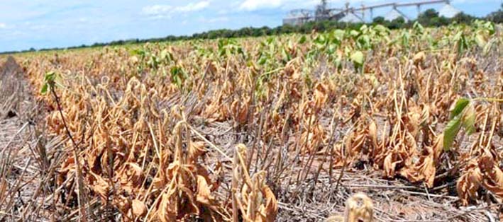 Publicaron el decreto de la emergencia agropecuaria