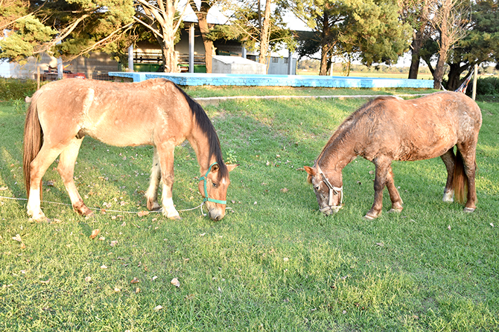 Los caballos, víctimas de un sistema que pide cambios