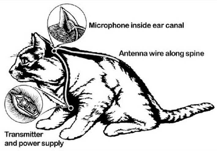 Cuando la CIA intentó crear un cuerpo de gatos espías