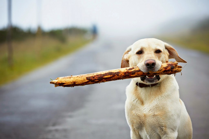 El perro, ¿puede mentirnos?