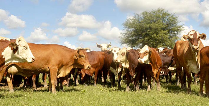 Alimentación, clave para reducir el estrés térmico en ganadería