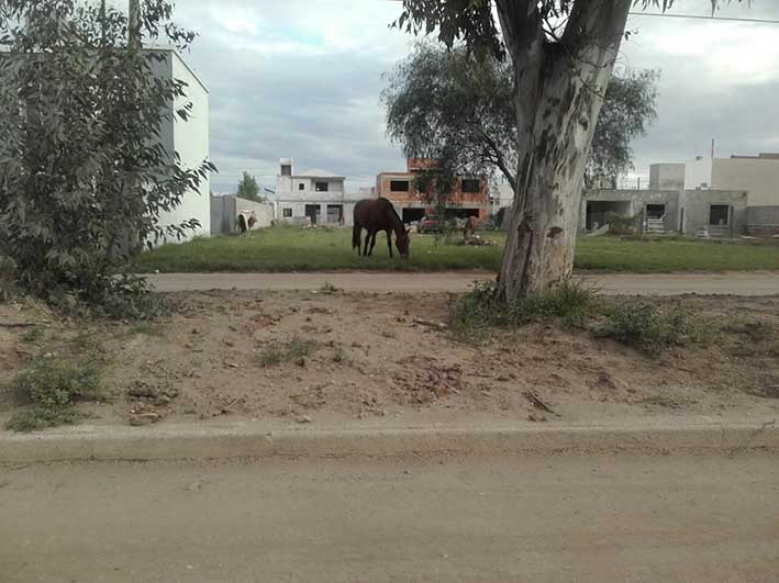 “La Justicia determinará si se les quitan los caballos”