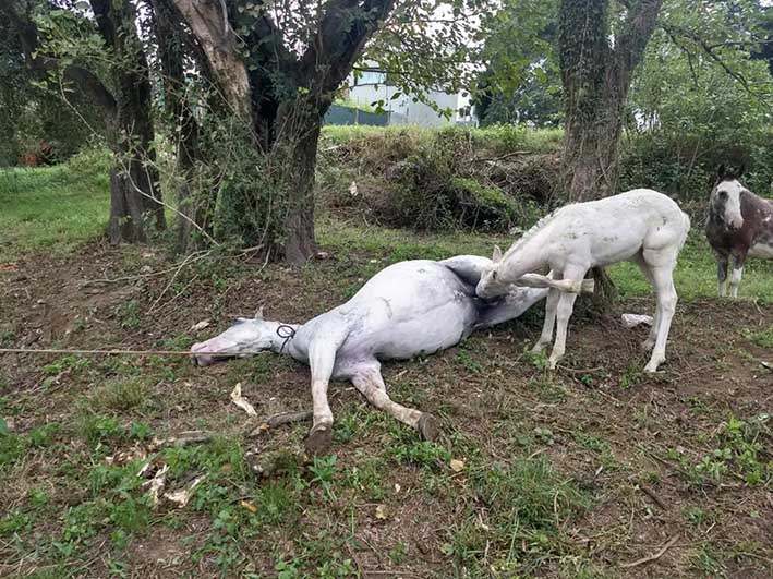 Vecinos hallaron una yegua muerta y reavivan los reclamos