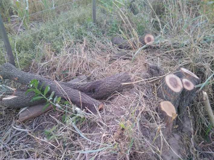 El municipio denunció la tala de nativos ante Policía Ambiental