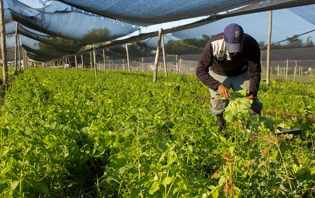 Agricultura Periurbana