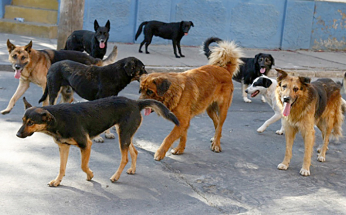 A través de un muestreo determinaron cuántos perros y gatos hay en la ciudad