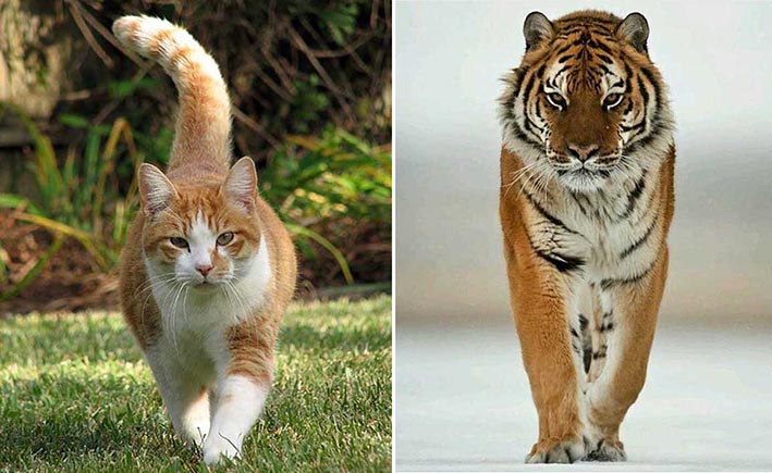 El gato, casi tigre siberiano