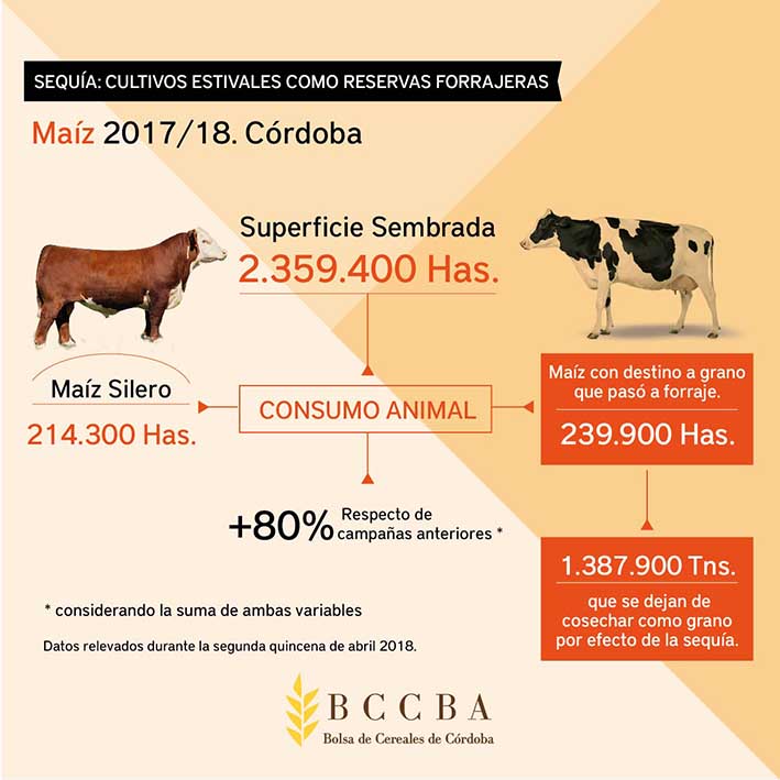 Por la sequía, en esta campaña se destinó un 80% más de maíz para el ganado