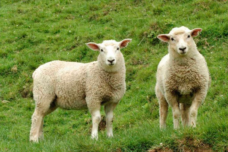 Promoverán el consumo de ovinos