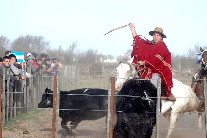 Caballos Criollos mostrarán su destreza en la Sociedad Rural