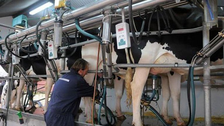 Sigue en ascenso la producción de leche