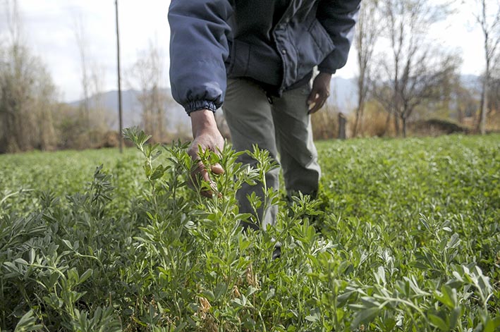 Nueva variedad de alfalfa