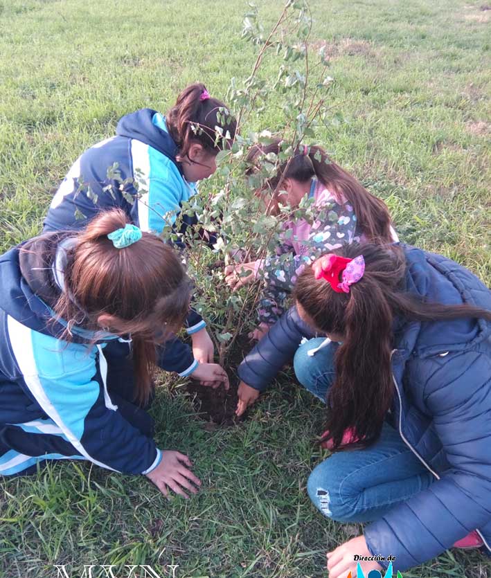 Plantaron árboles en una escuela primaria