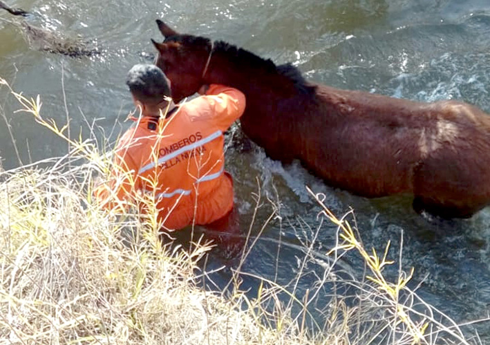 Rescataron a un caballo que casi se ahoga