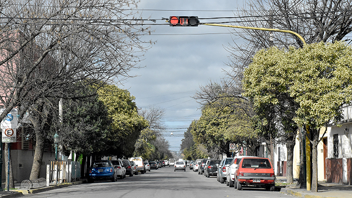 Hay 71 especies de árboles en el centro