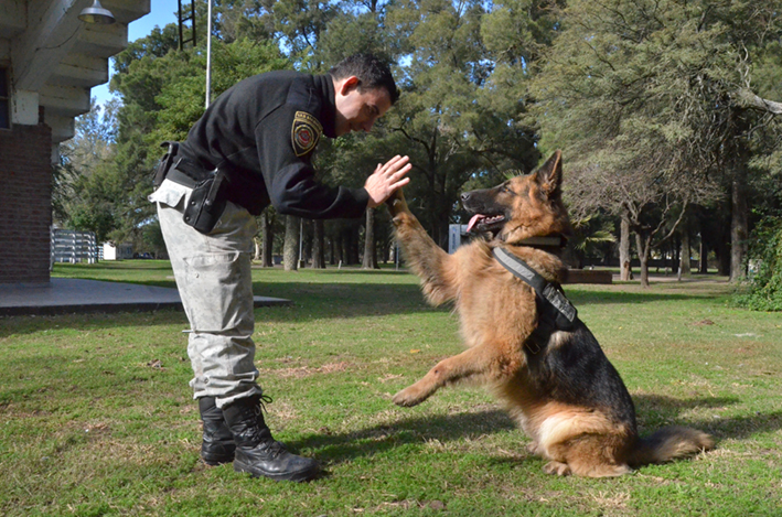 Un perro policía intervino en el momento justo en una gresca