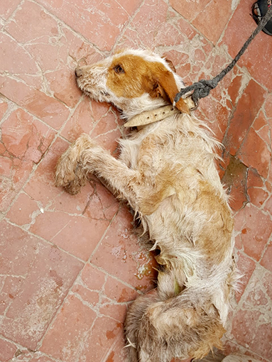 Bomberos rescataron a un perro